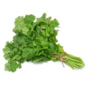 Cilantro / Kothimeera