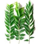 Curry Leaves – 1Pack