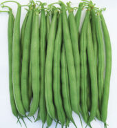 Green Beans 1lb